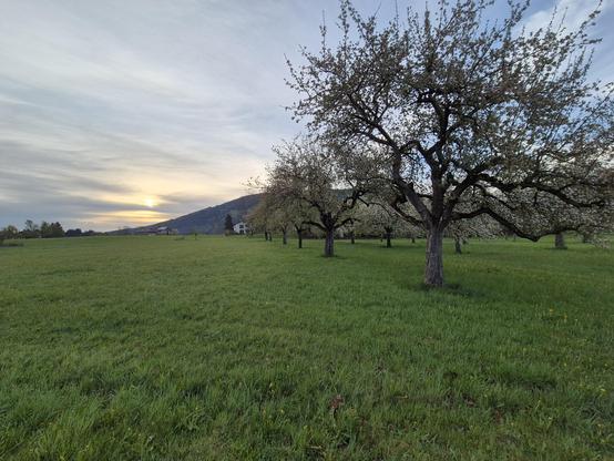 A green meadow with apple trees on the right
