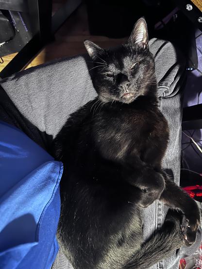 Picture of a black cat laying on a pair of Levi clad legs, his eyes are slitted in alllllllmost sleep