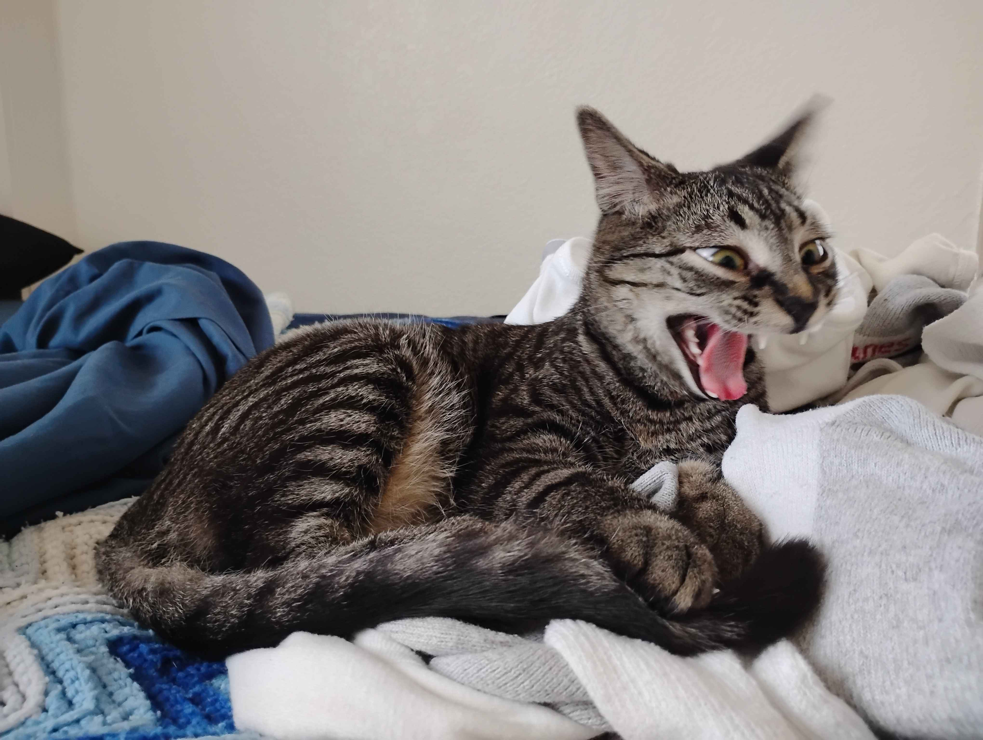 A photo of Totoro [grey tabby kitten] caught at the point where his jaw is wide open during the yawn. It looks like he is screaming at what it's reading and or viewing.