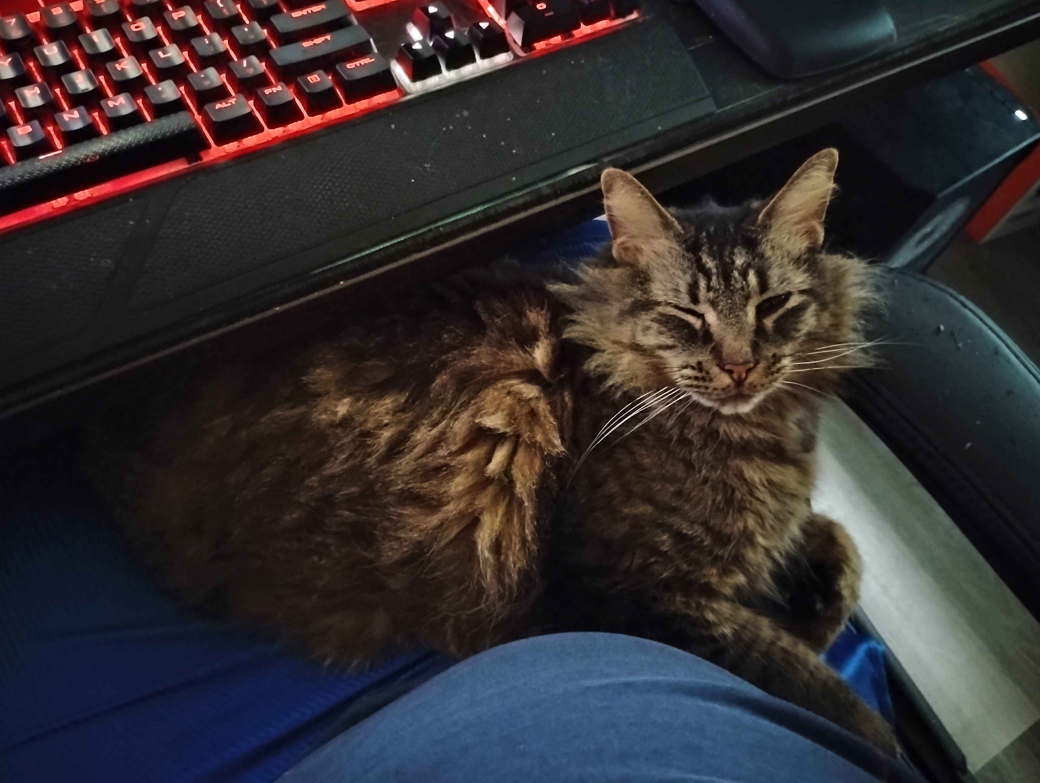 A photo of Goobie [cat] resting on her humans lap. It looks like she's winking at the viewer.