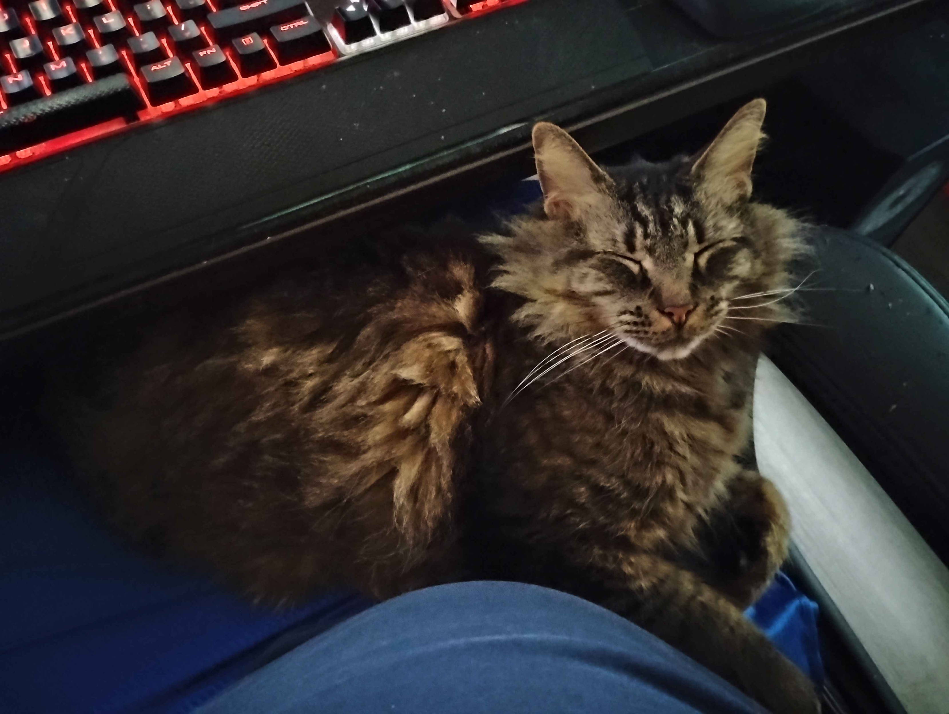 A photo of Goobie [cat] resting on her humans lap. She is asleep.