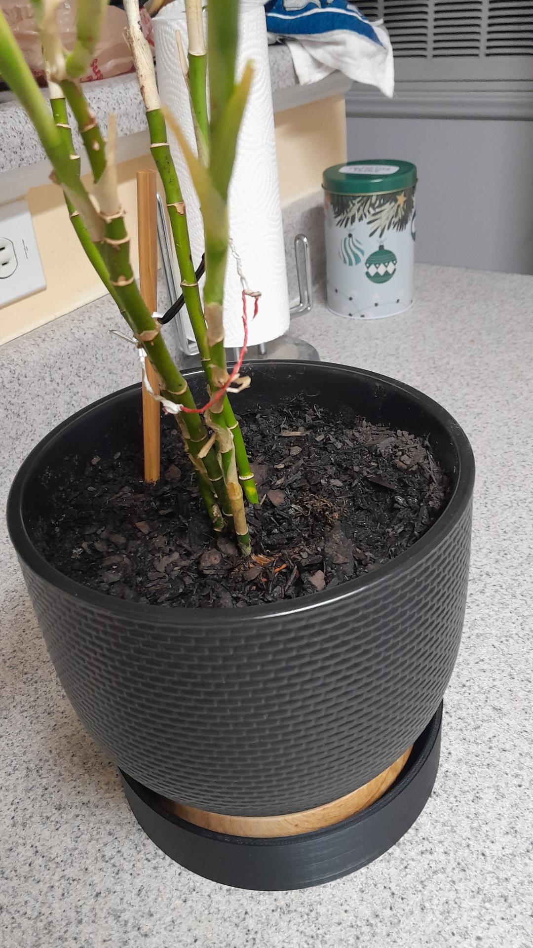 Better view of plant in black pit in new prunted base