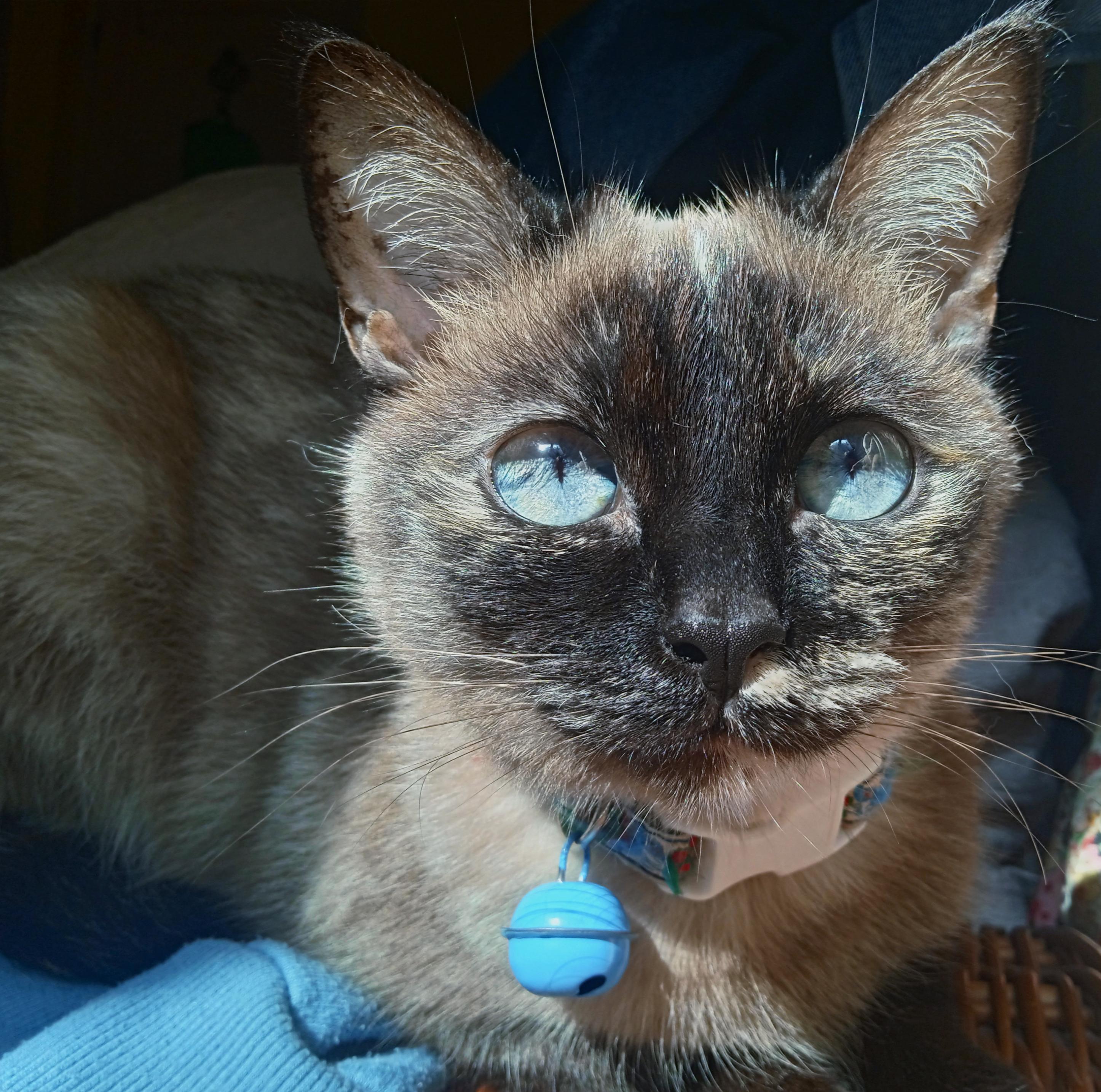 A small tortie seal point cat with intense blue and yellow eyes, facing and looking slightly up at the camera. She has white spots on her cheek and eyes (against the dark siamese face mask) and pale mocha blotchy colours on her body.