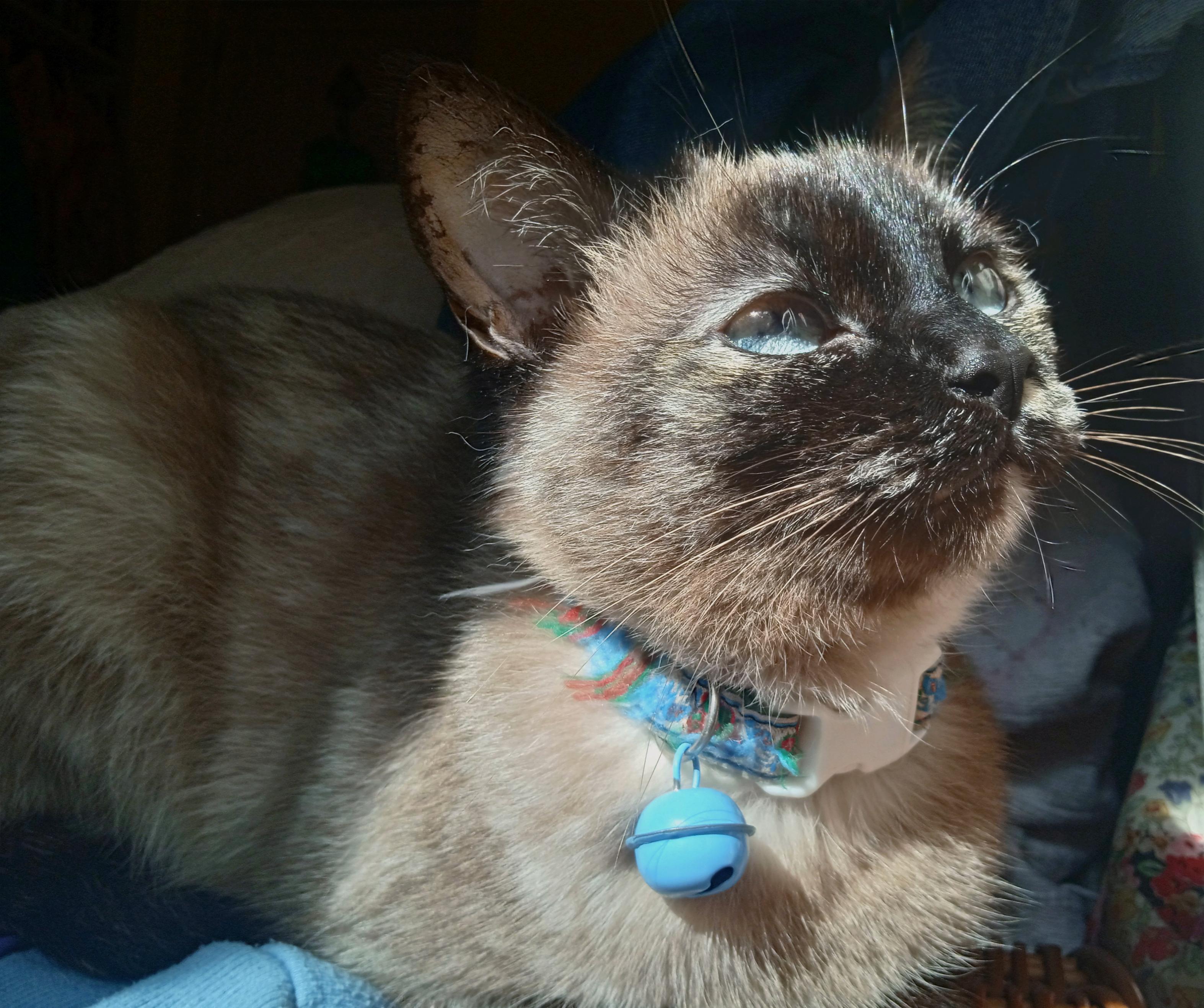 A small tortoiseshell point cat, loafed ln some denim jeans in a sunbeam. Her head is tilted up, eyes half closed with a smug and happy expression.