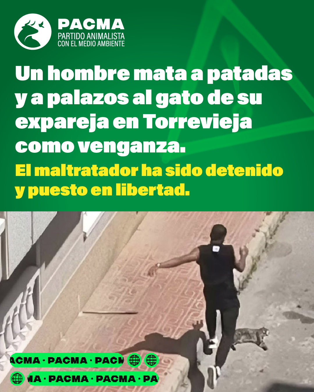 Cartel de PACMA con fondo verde que denuncia maltrato animal: el texto afirma que un hombre mató a golpes al gato de su expareja en Torrevieja como venganza y que fue detenido y puesto en libertad. Debajo aparece una imagen tipo captura de vídeo donde un hombre persigue y patea a un gato en una acera.