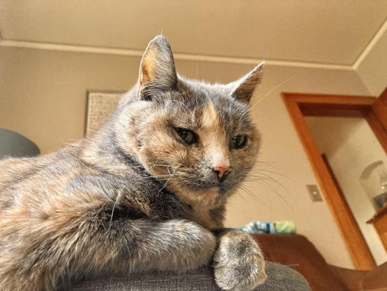 A cat