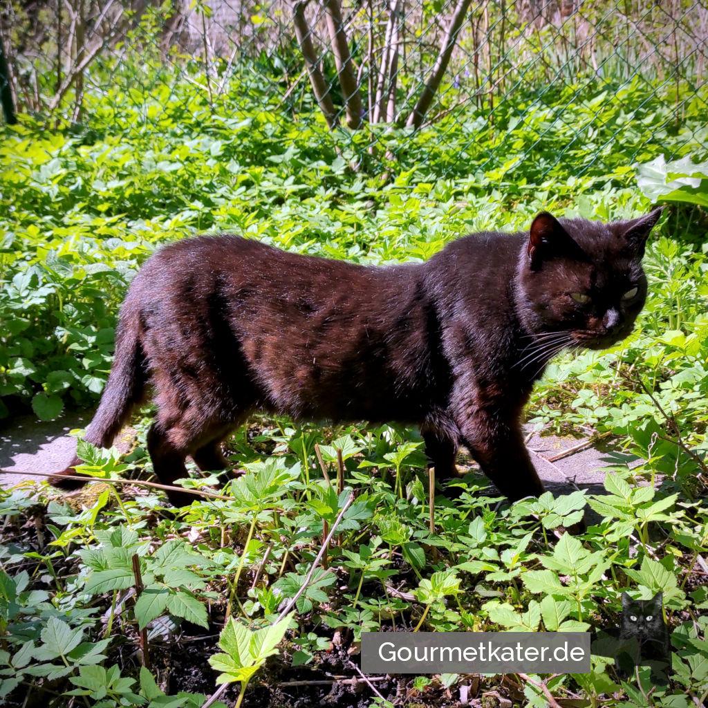 In meinem Garten