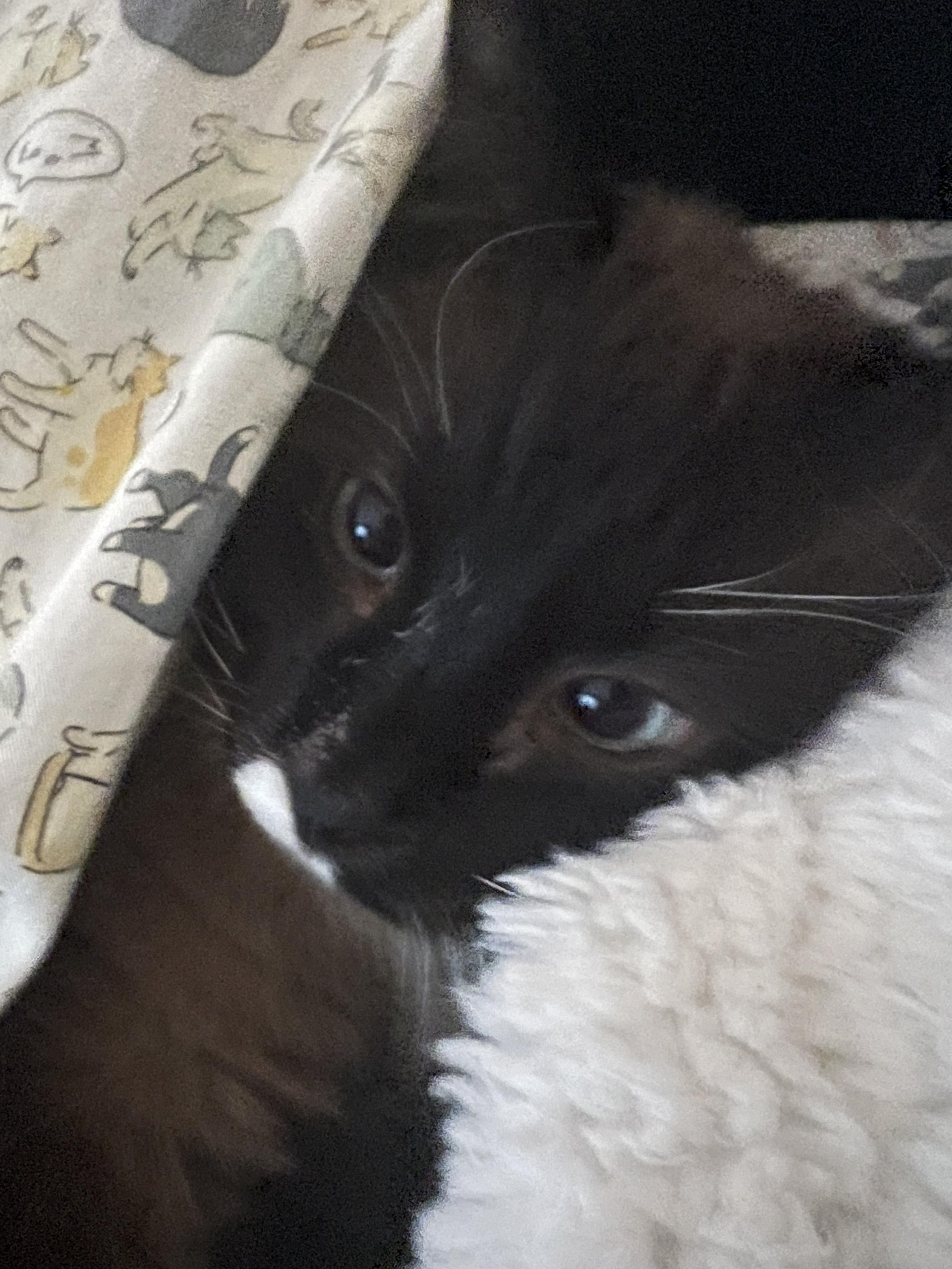 A blue eyed ragdoll cat with a white marking on his lip peeks out from under the covers as he rests his head on a pillow.