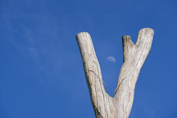 The moon can be seen exactly in the middle of a fork formed by a dead tree