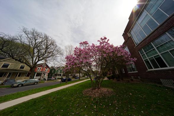 Magnolia tree looks small in the center with all its petal while buildings lean in from both sides:  small residential homes on the left and what looks like a school building on the left