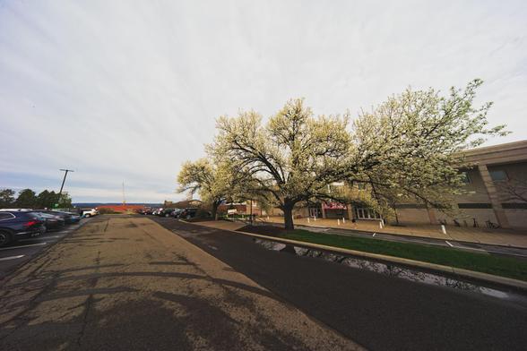 White tree looks large and small at the same time in a huge landscape