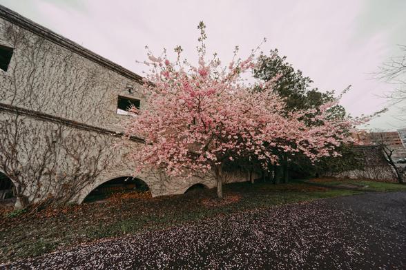 A small prunus tree is a burst of pink fireworks near the center and rains petals on dark gravel below it,  to the left rises a gently curving concrete structure and there is an evergreen tree and sky to the right
