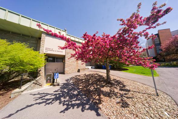 Pink tree explodes like a firework from a little right of center,  there is a light colored building and budding bushes to the left above blue sky and to the right another parking lot and a glass/steel/brick building in the distance