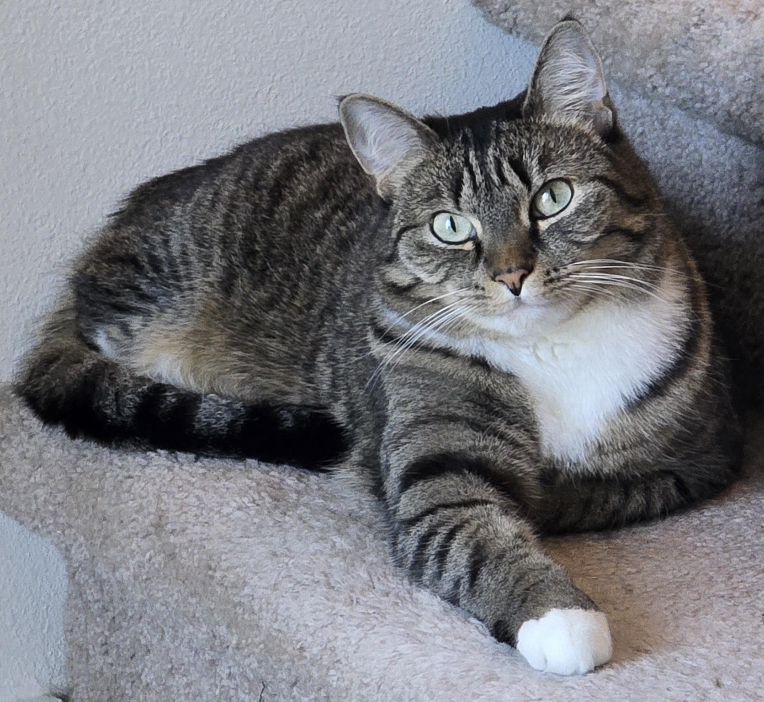 A brown tabby cat with white paws and chest lays on a carpeted staircase while looking at the camera