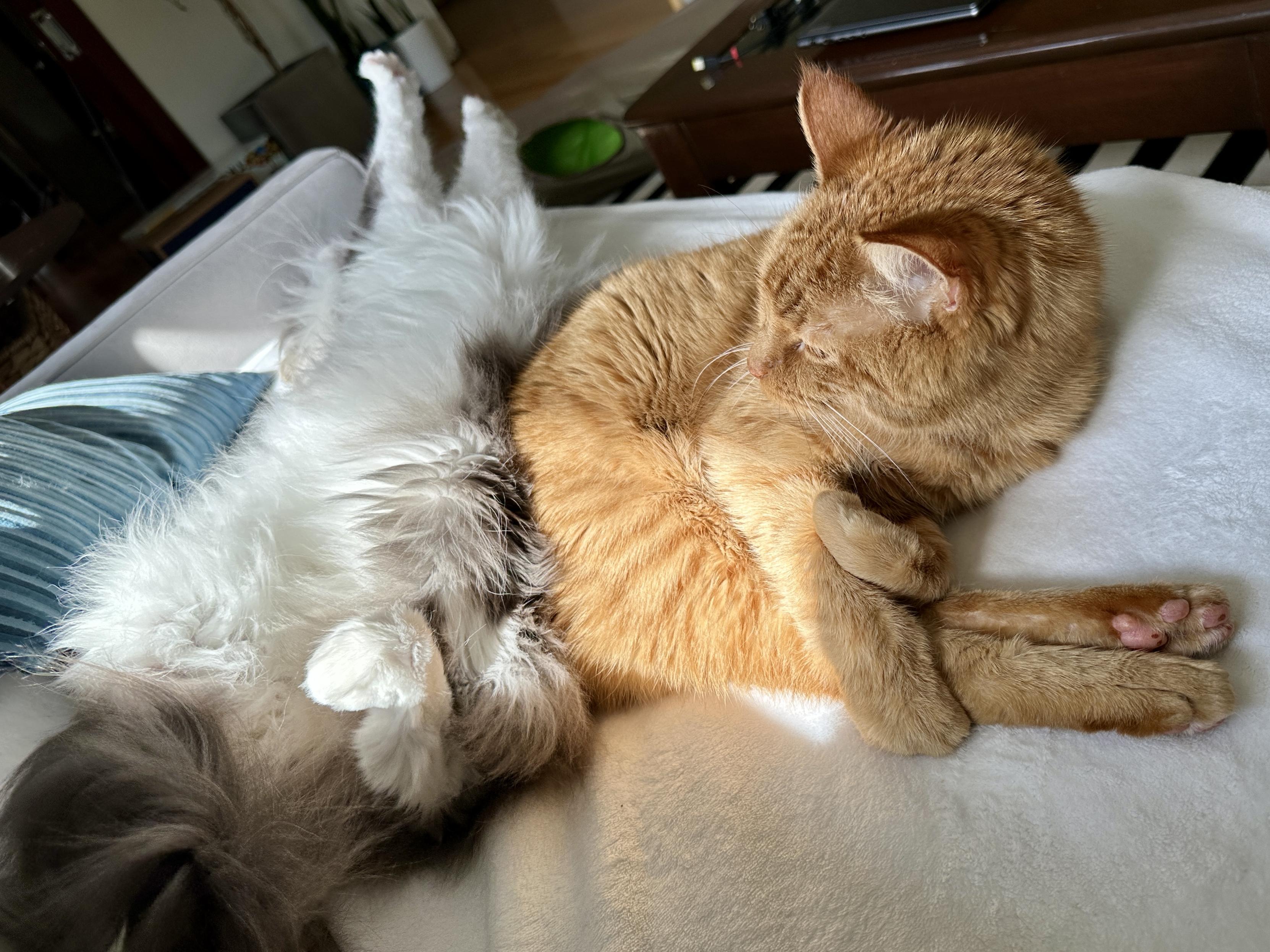 Thor, a fluffy grey and white bicolor half-Ragdoll cat, lying next to Loki, an orange tabby, on a cream blanket on a grey sofa. Thor is lying on his back doing a biiiig stretch with his front legs over his head, and Loki is looking back over his shoulder at Thor.