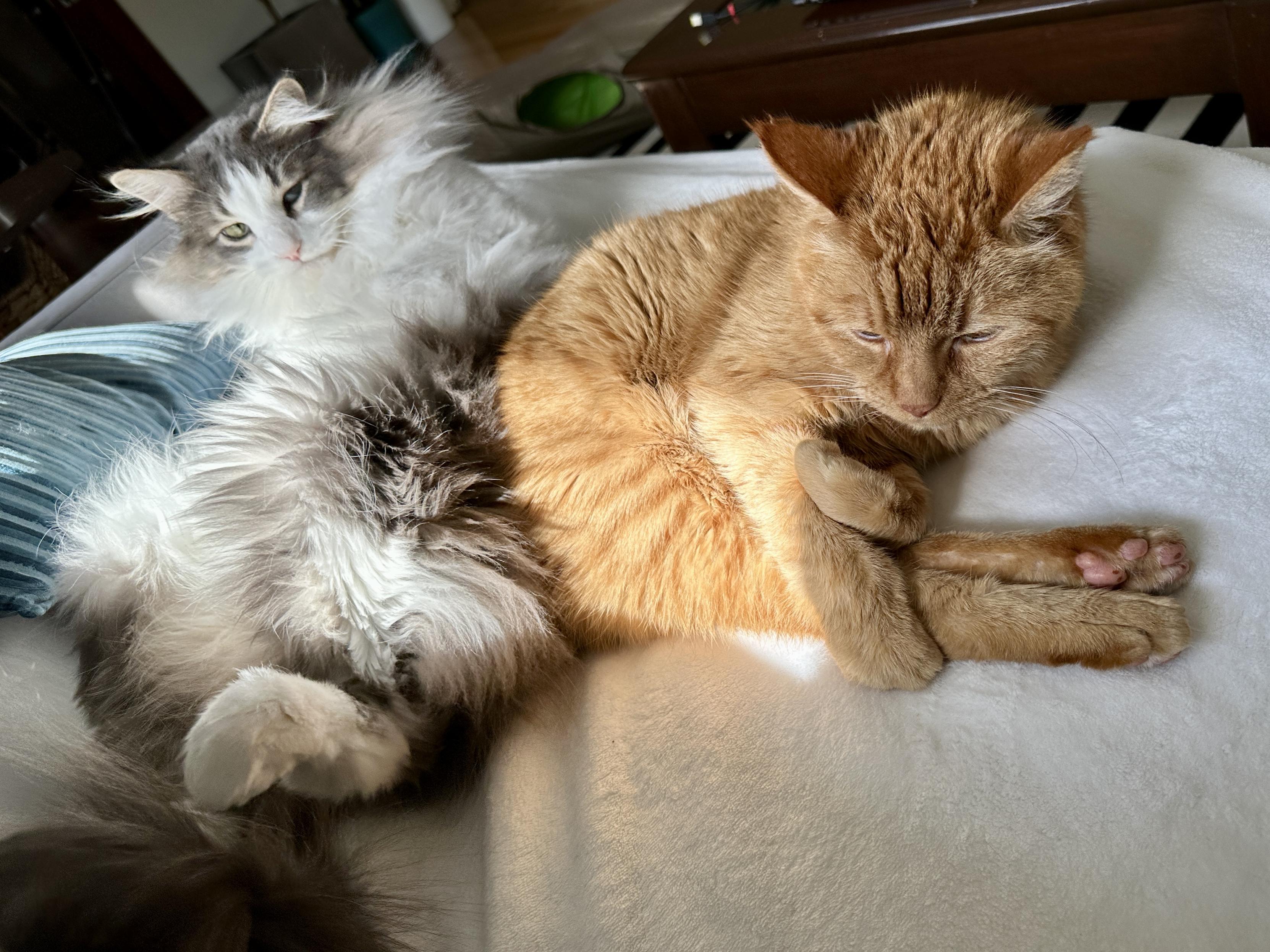 Thor, a fluffy grey and white bicolor half-Ragdoll cat, lying next to Loki, an orange tabby, on a cream blanket on a grey sofa. Loki is in the foreground and has his right from paw curled around both his back legs in a modified pike position, as his left front paw is curled over his right from leg. Thor is looking on at him from a lounging position behind Loki.