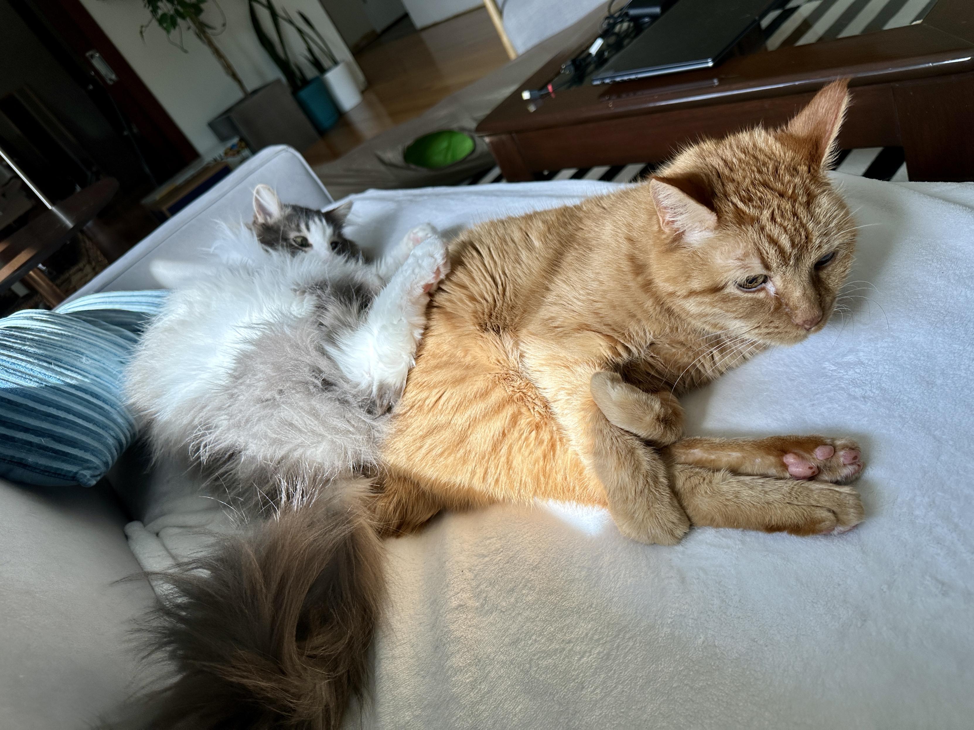 Thor, a fluffy grey and white bicolor half-Ragdoll cat, lying next to Loki, an orange tabby, on a cream blanket on a grey sofa. Thor has his feet up on Loki’s backside, and Loki is grabbing his own back legs in the pike position.