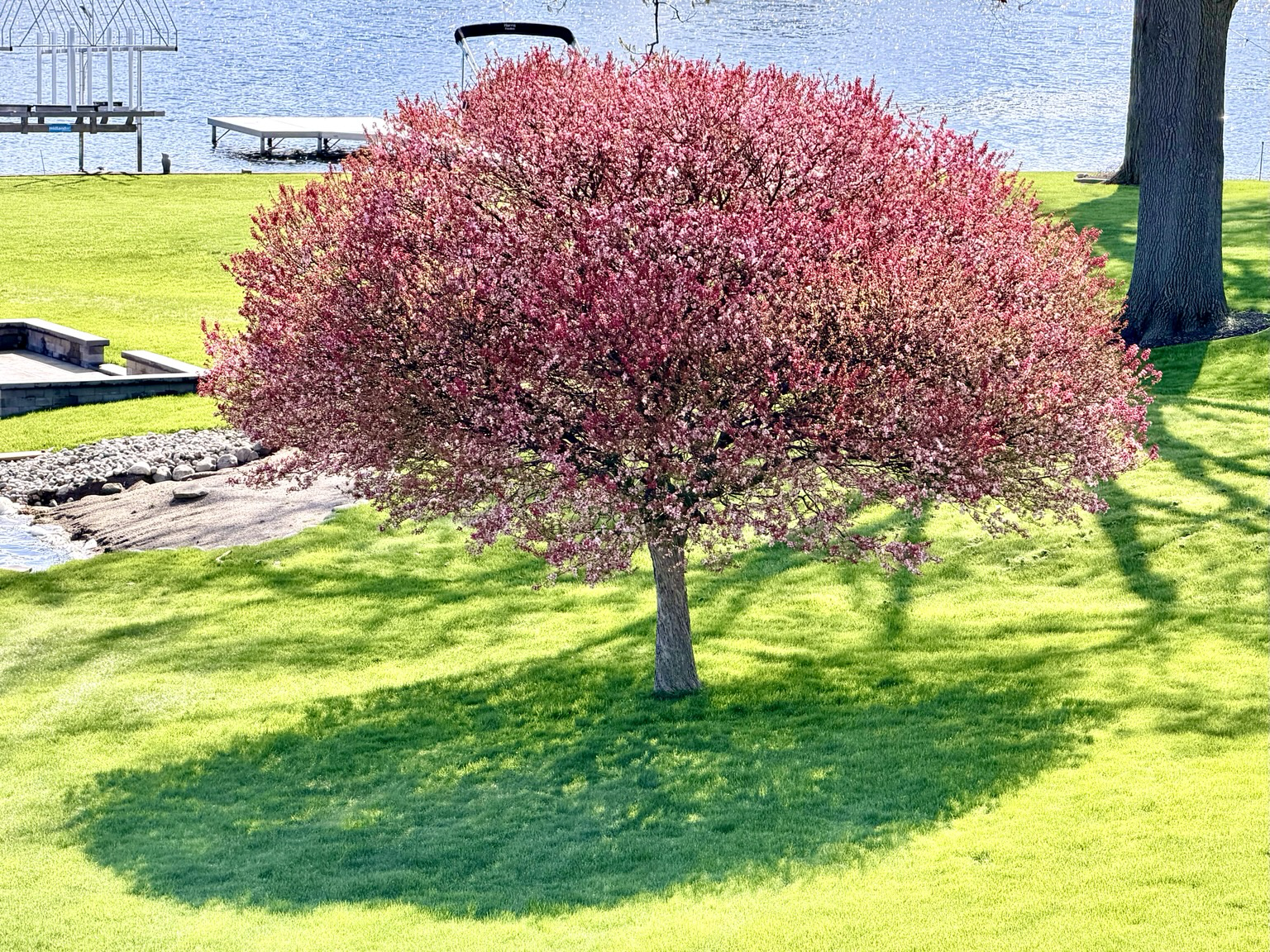 Photograph of a pink flowering crabapple tree on a lawn during a sunny day.