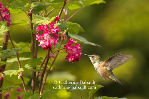 A hummingbird drinking the nectar of a bright pink flower on a bush.