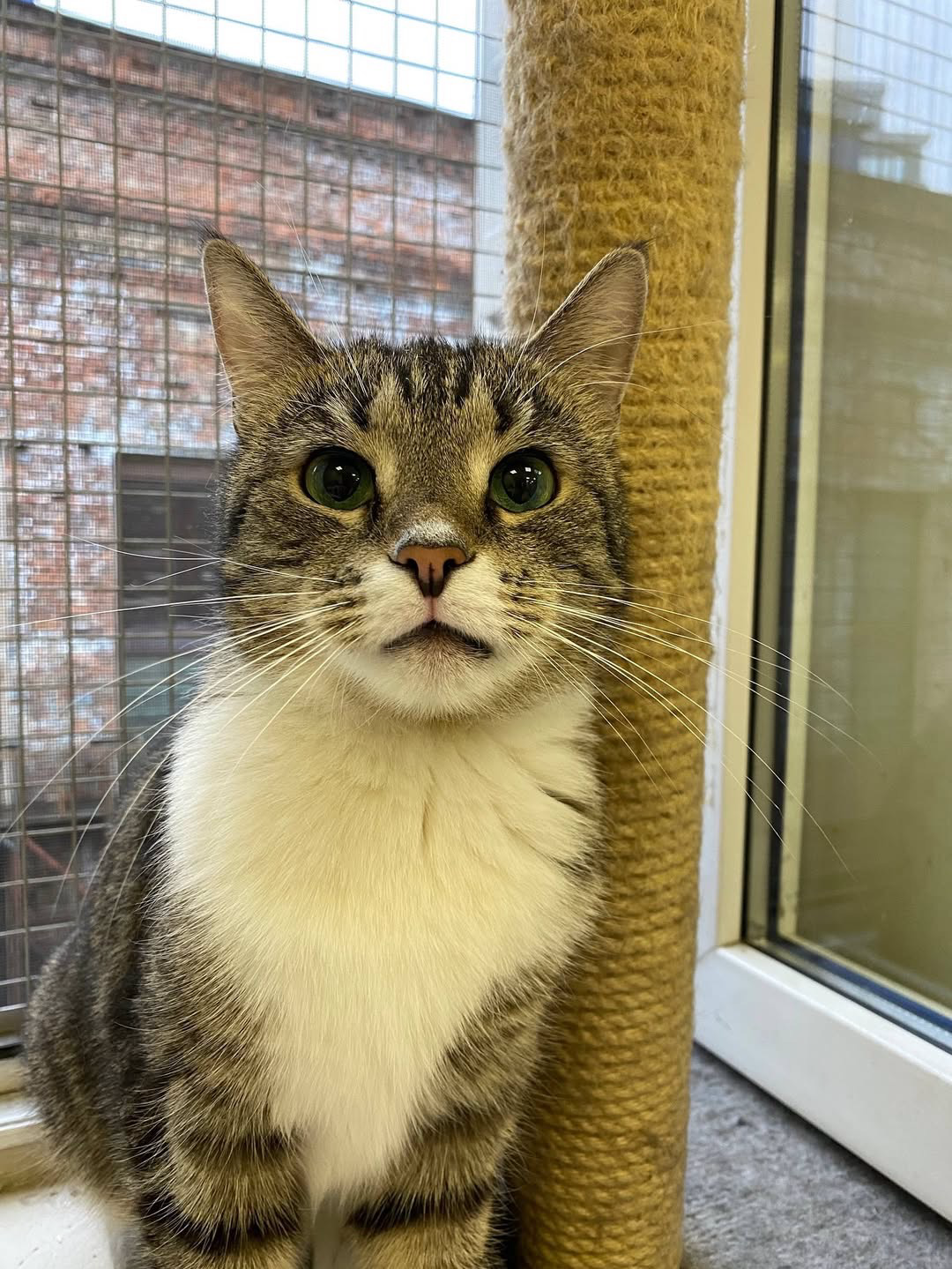 Brie is a sweet tabby with soft brown and grey stripes, a bright white chest, and the most striking round green eyes.