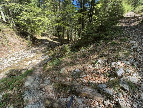 A serene and rugged forest scene unfolds in this image, capturing the raw beauty of a mountainous trail. The foreground features a rocky, uneven path that winds its way through a dense woodland. The path is strewn with rocks, fallen leaves, and patches of moss, adding texture and a sense of natural wildness to the scene.

The trail is flanked by tall trees, their lush green foliage creating a natural canopy overhead. The trees add depth and a sense of peaceful solitude, their branches casting d…