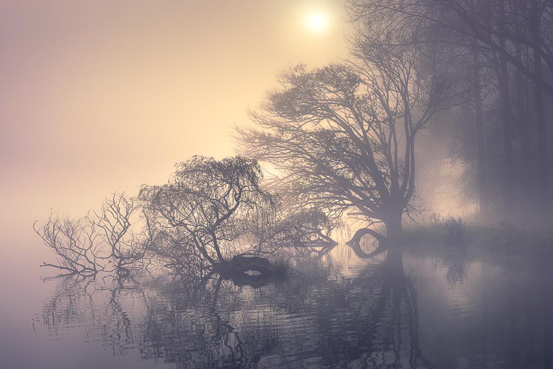Bare trees rise from still floodwater in dense morning fog, their branches reflected in the glassy surface below. A pale sun glows through the mist, casting a soft warm light across the scene.