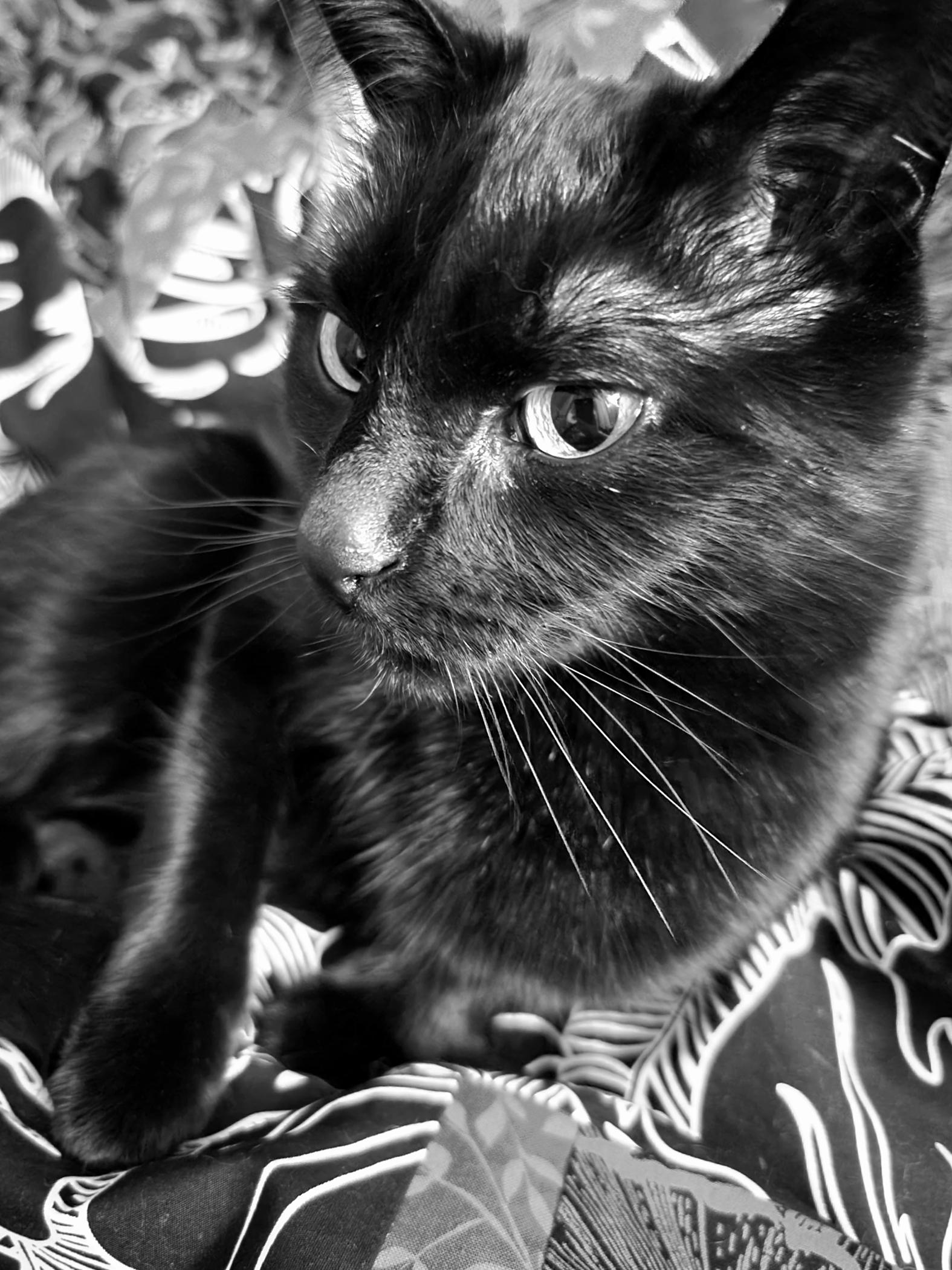 Black and white photo of a curious black cat, named Brannagh, with bright eyes gazing off into the near distance while resting on a quilt top. Brannagh appears alert yet serenely contemplative.
