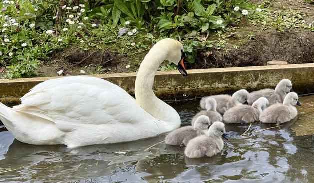 Mother swan and cygnets