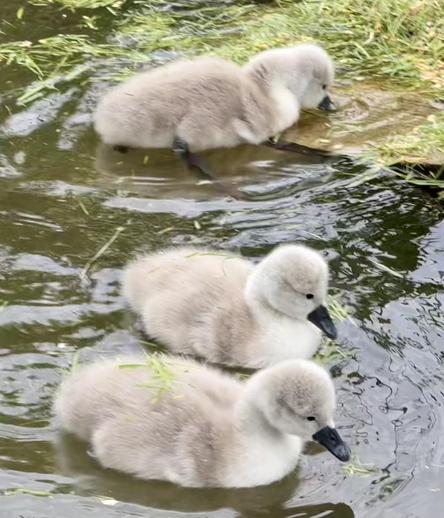 Cygnets eating grass
