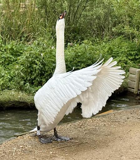 Father swan displaying to defend territory and cygnets