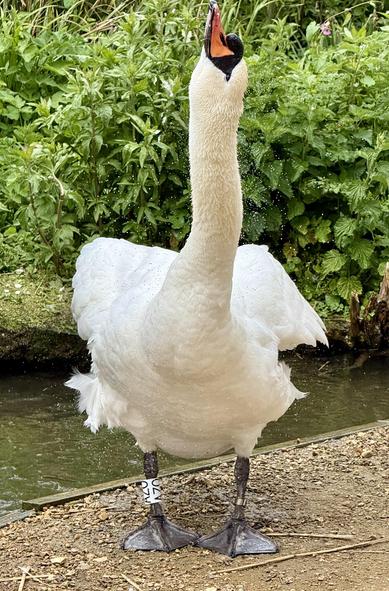 Father swan shaking water off his neck