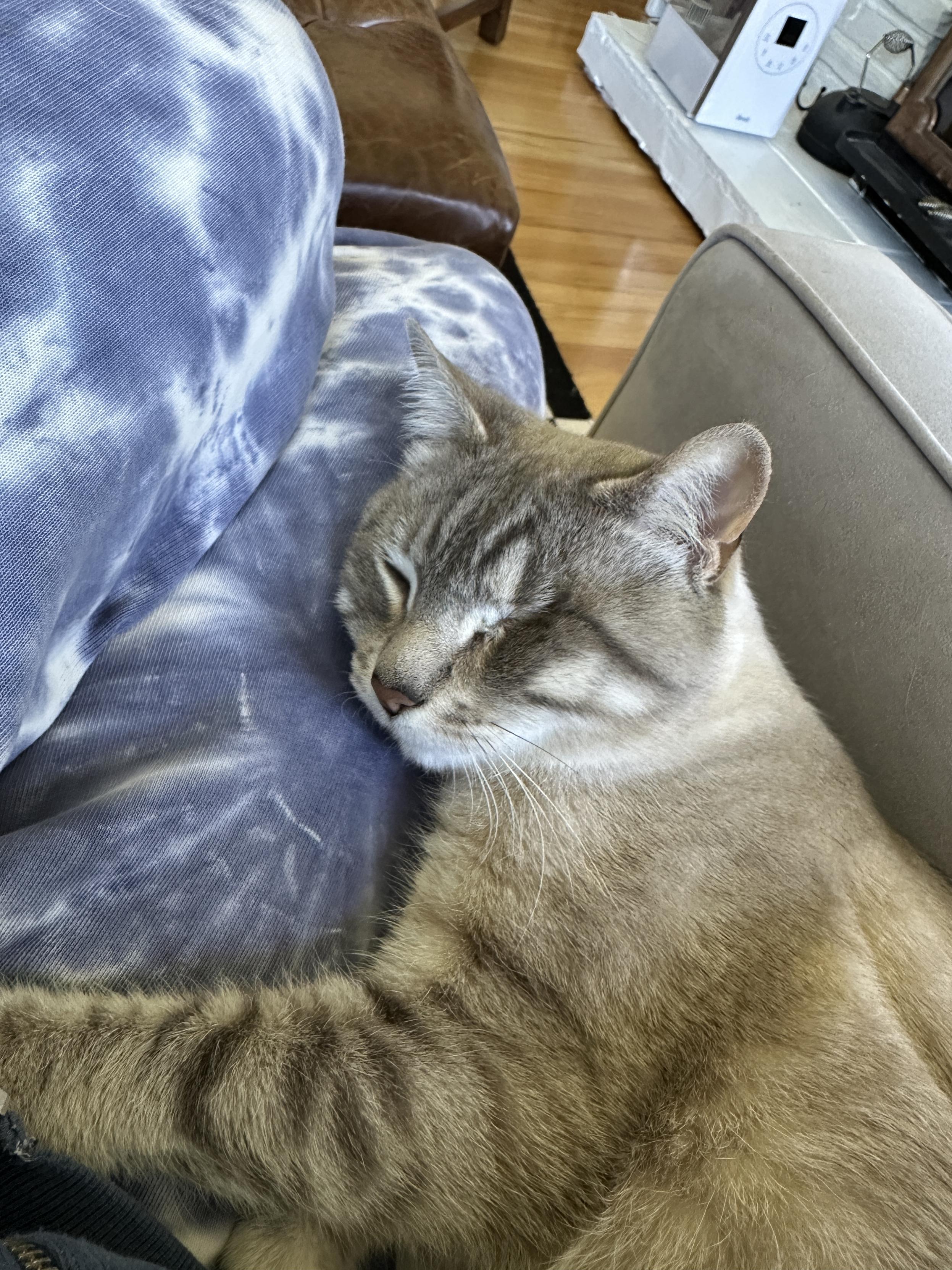 Doots, a one-eyed Lynx Point Siamese cat, sleeping against my blue and white tie-dye sweatpants-clad leg, hugging it gently with his left front paw.