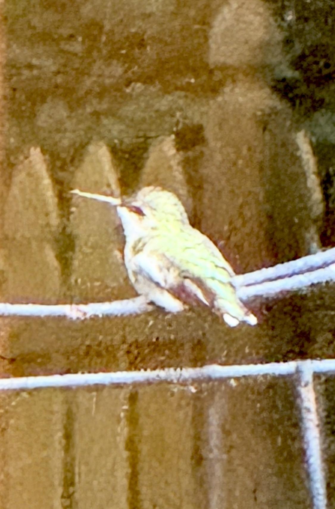 A tiny green hummingbird perching at the top of a black metal trellis.