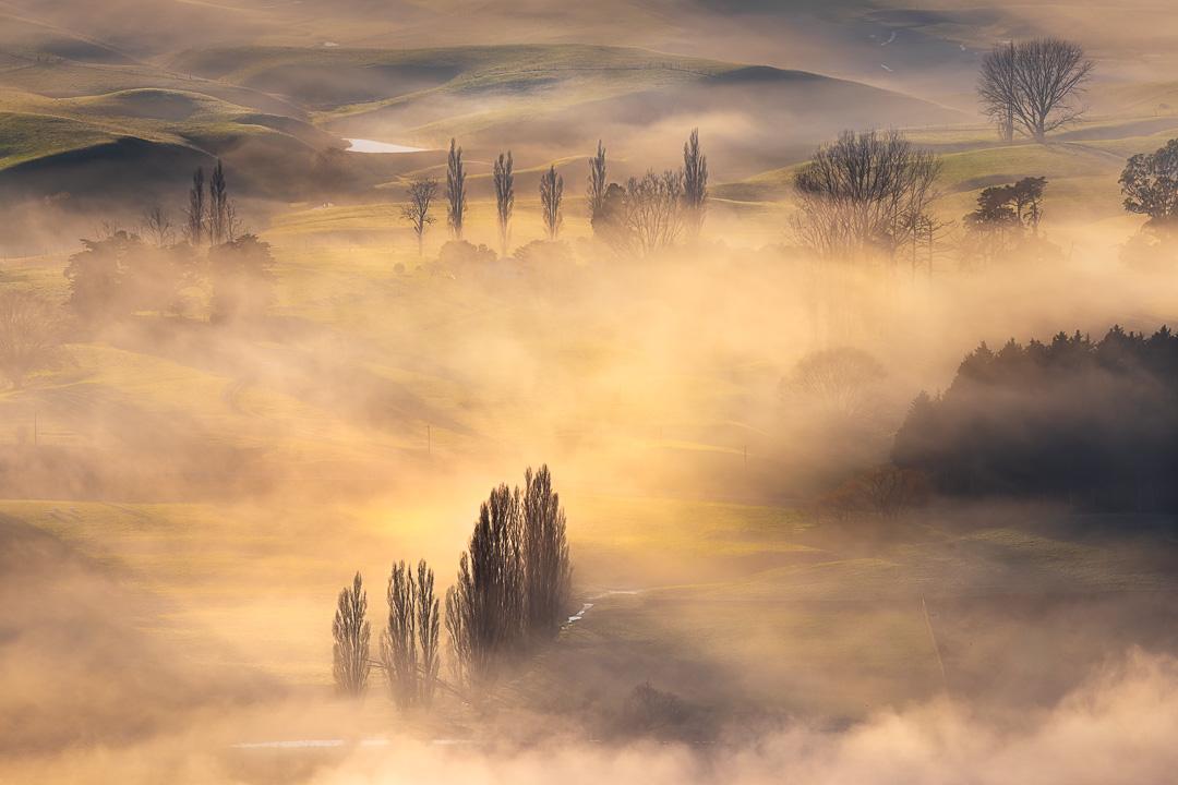 Golden sunlight pierces through the early morning mist that is covering the Tukituki Valley, casting a magical glow over the landscape. Bare trees, stripped of their leaves by the cold season, emerge from the mist, their skeletal branches bathed in warm, golden hues, standing like sentinels above a misty carpet.