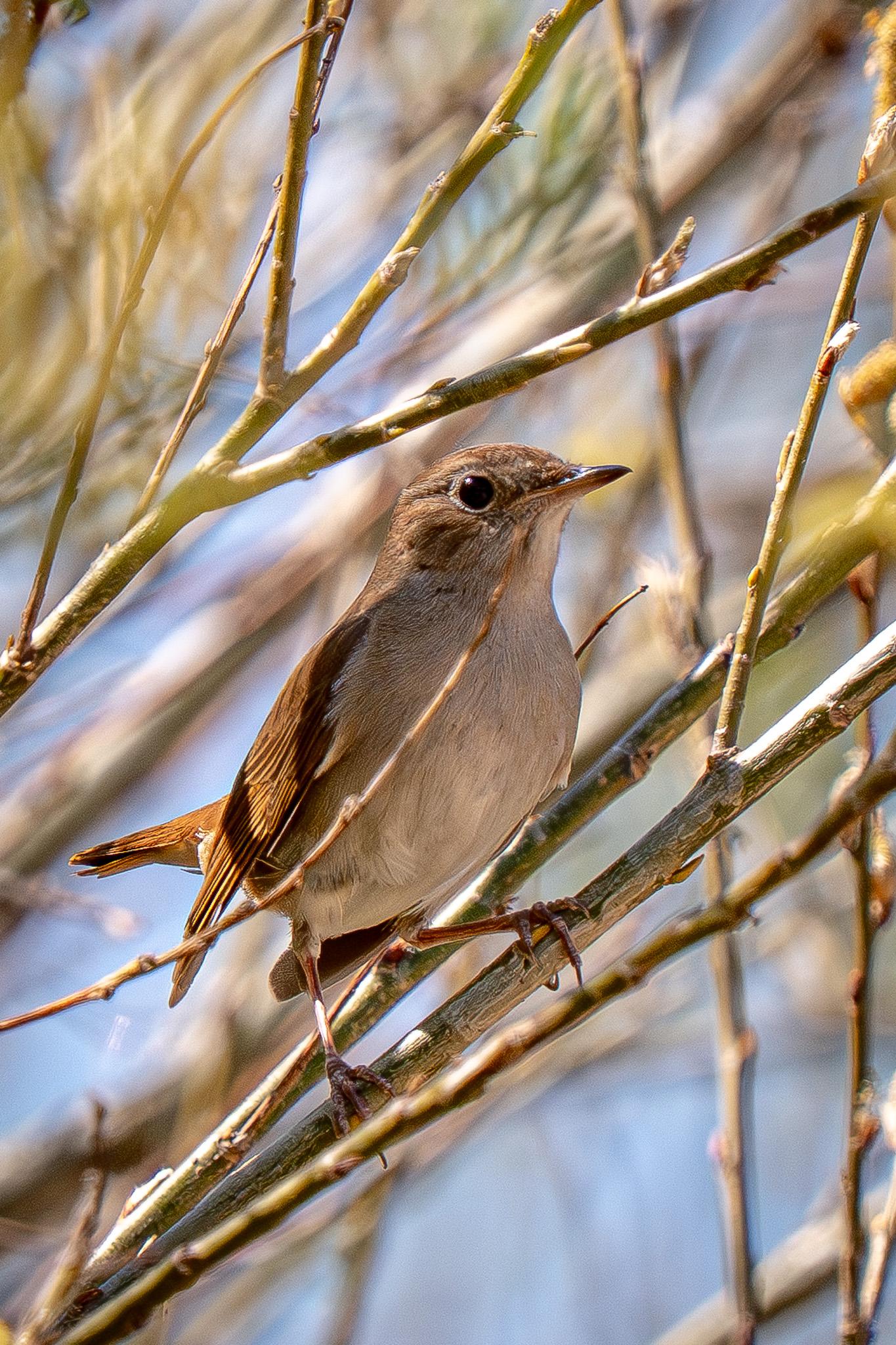 This is a frontal view of a nightingale perched on an oblique branch in a tangle of willow branches.