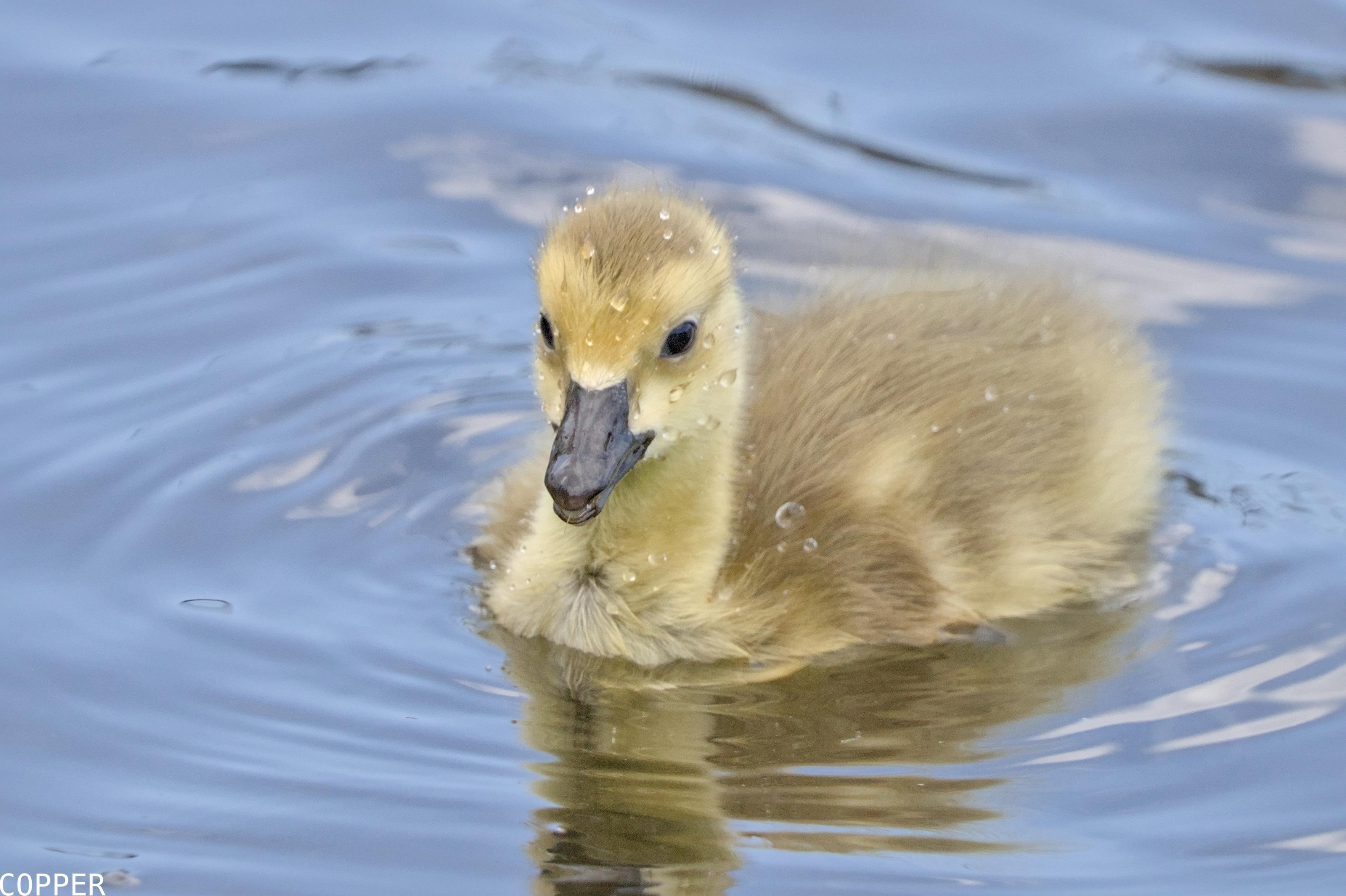 A digital photograph of a baby goose swimming in the water, their yellow and light brown feathers speckled with little drops of water.