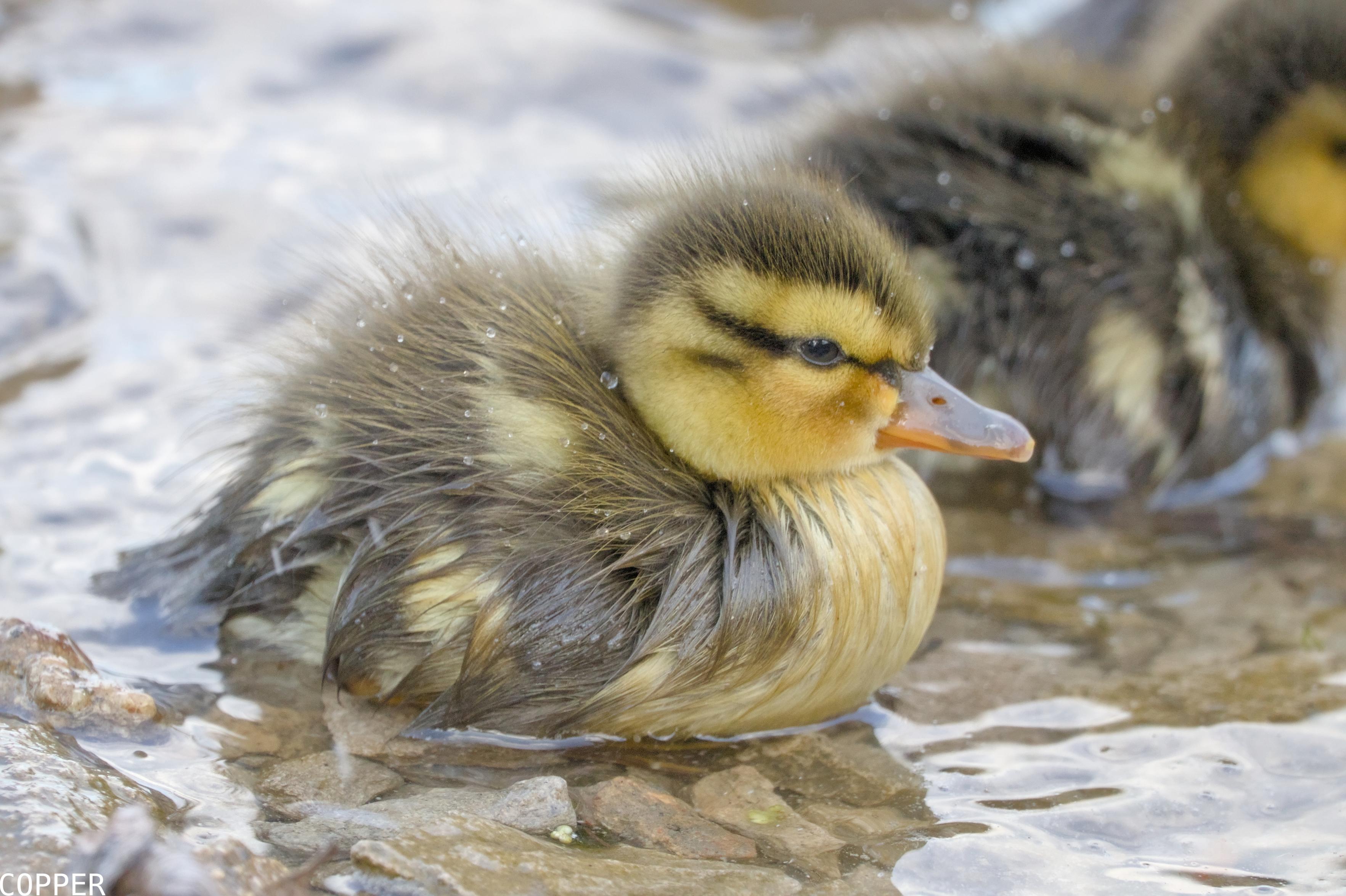 A digital photograph of a baby mallard duck resting next to water, their yellow an brown feathers speckled with little drops of water.