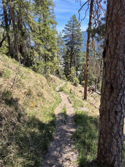 This image captures a serene and inviting forest trail, winding its way through a lush, mountainous landscape. The foreground features a narrow, well-trodden dirt path that meanders uphill, flanked by tall pine trees and sparse vegetation. The path is partially shaded by the towering trees, creating a mix of sunlight and shadow that adds depth and texture to the scene.

The trees on either side of the trail are a mix of healthy green pines and some with bare, weathered trunks, adding a rustic a…