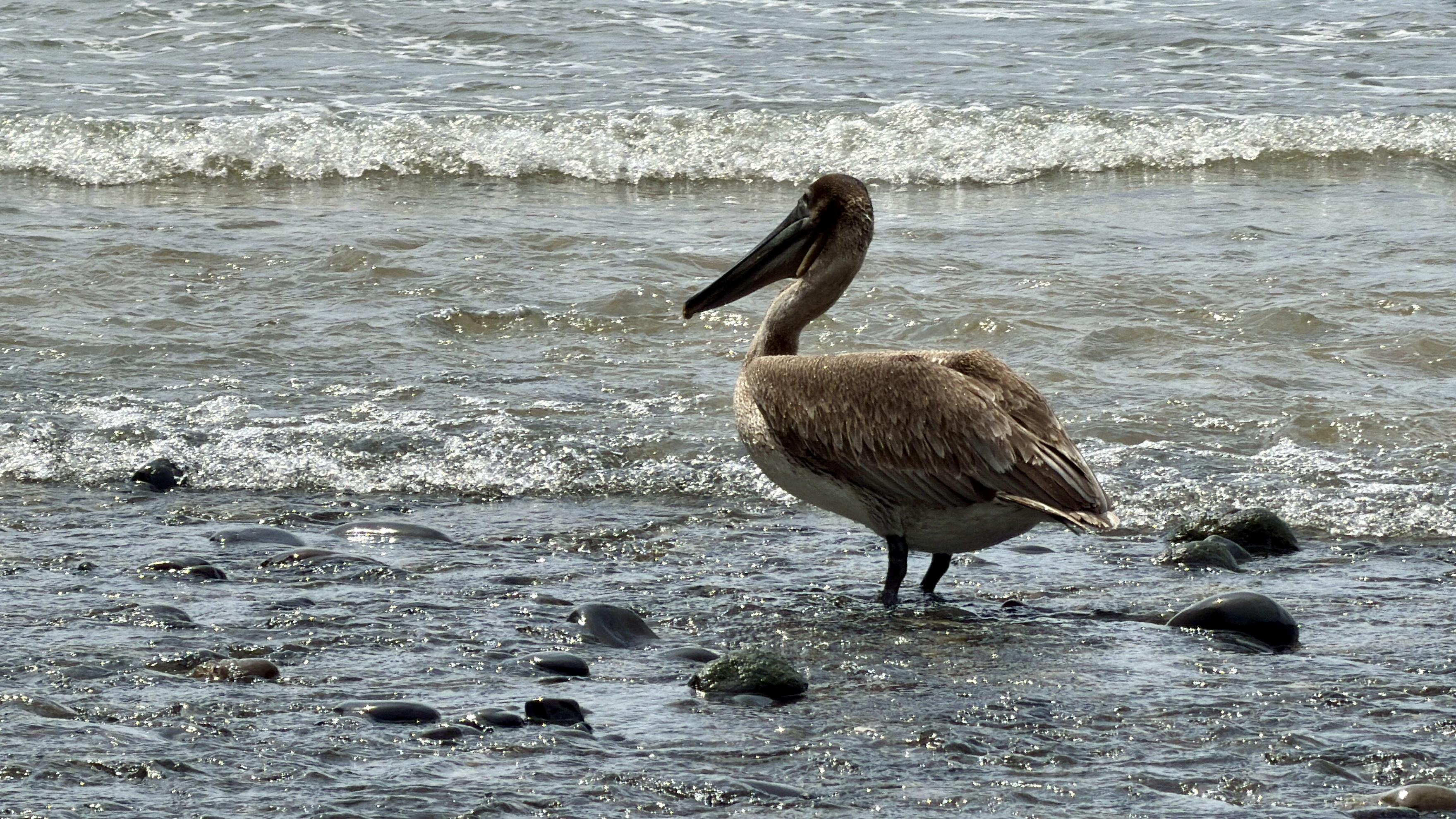 A pelican stands in shallow water near rocks on a beach, with gentle waves in the background.