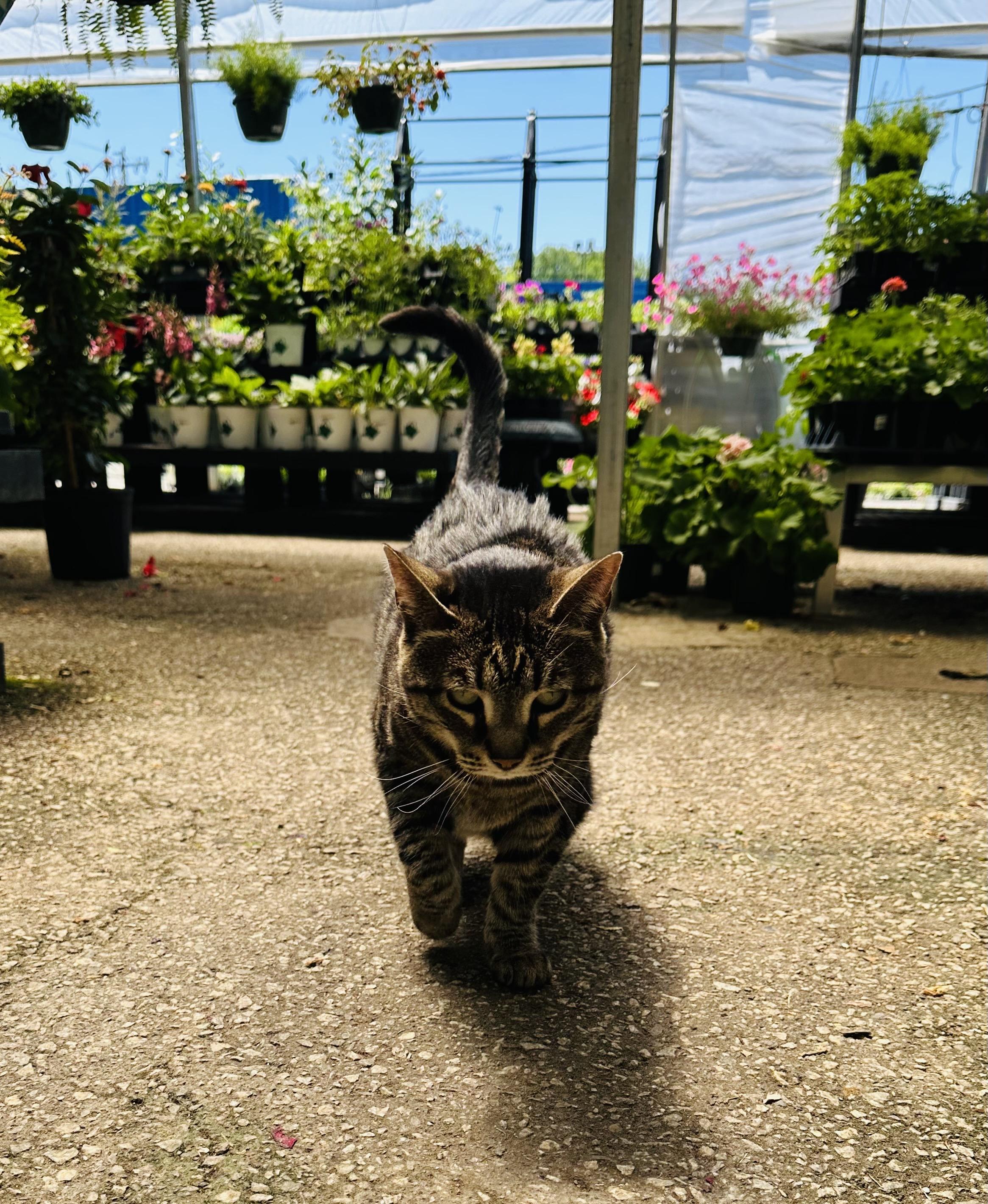 A brown and striped cat walks towards the camera with lush green plants and flowers in a blue sky in the background