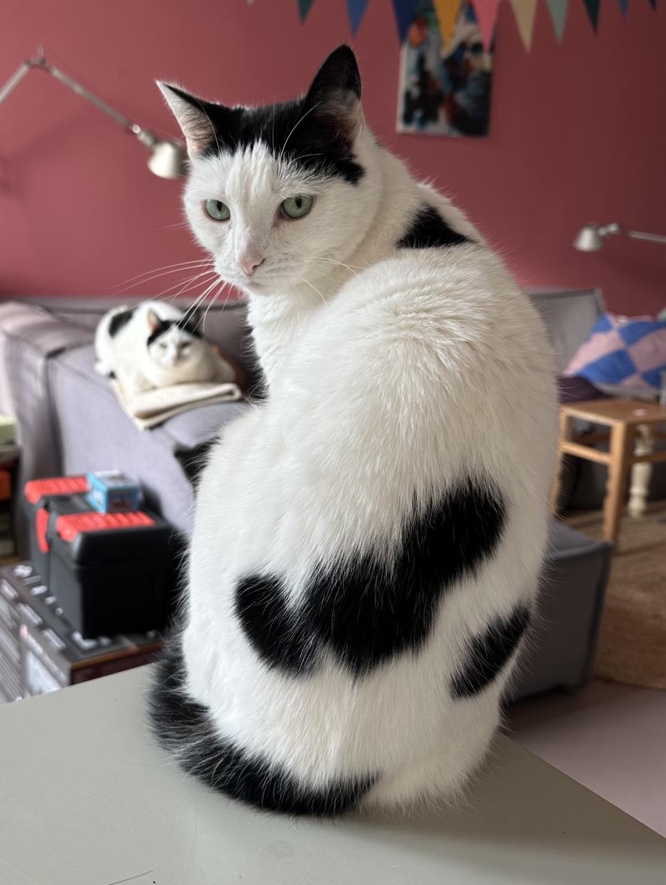 2bw cats on couch, one on the front sittin looking over her shoulder, the other doing a classic loaf w paws to the side