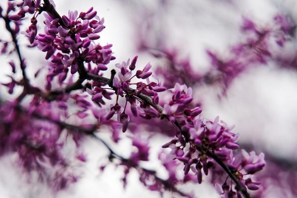 A sprig of long rolled up purple flowers is in the close field with many more in the background fuzzed out