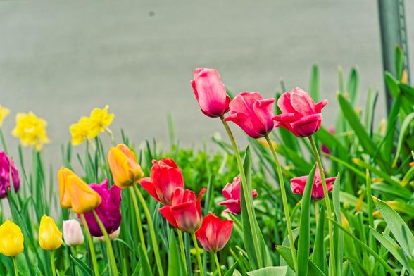 daffodils and yellow, purple, pink and red tulips with green foliage in front of what must be a road