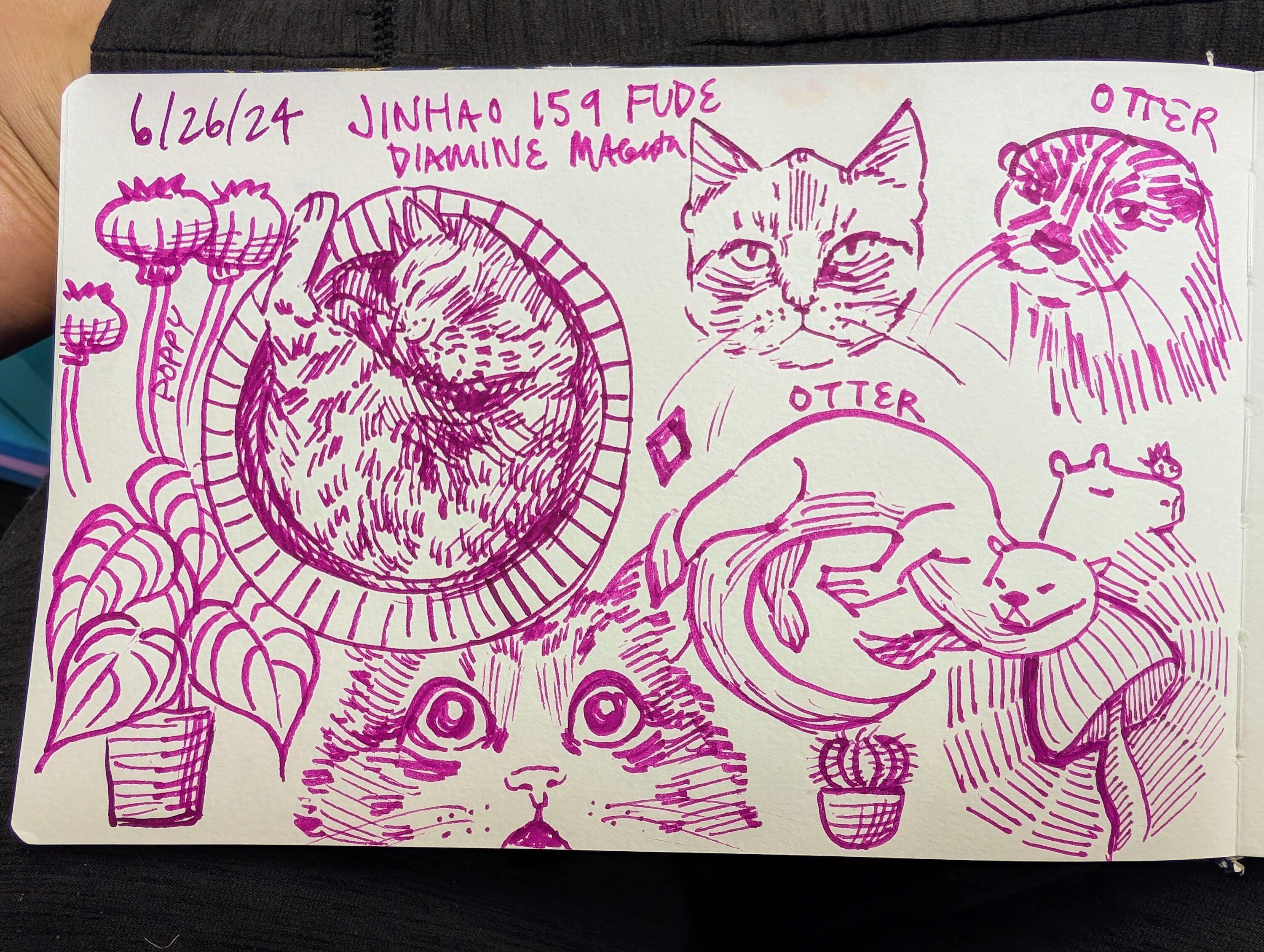 Sketchbook page with drawings in magenta ink. At the top is the date 6/26/24 and the text "Jinhao 159 Fude Diamine Magenta." Each of the items are labeled. On the left are poppy plants. To its right is a cat curled in a circle. To the right of that is a grumpy cat face. At the top right is an otter face. At the bottom left is a simple drawing of a plant with large leaves. At the bottom is a cat's face with a surprised expression. At the bottom right is an otter swimming. To the right of it is a quick sketch of a capybara with something on his nose. At the bottom right is a small cactus and mushroom drawing.