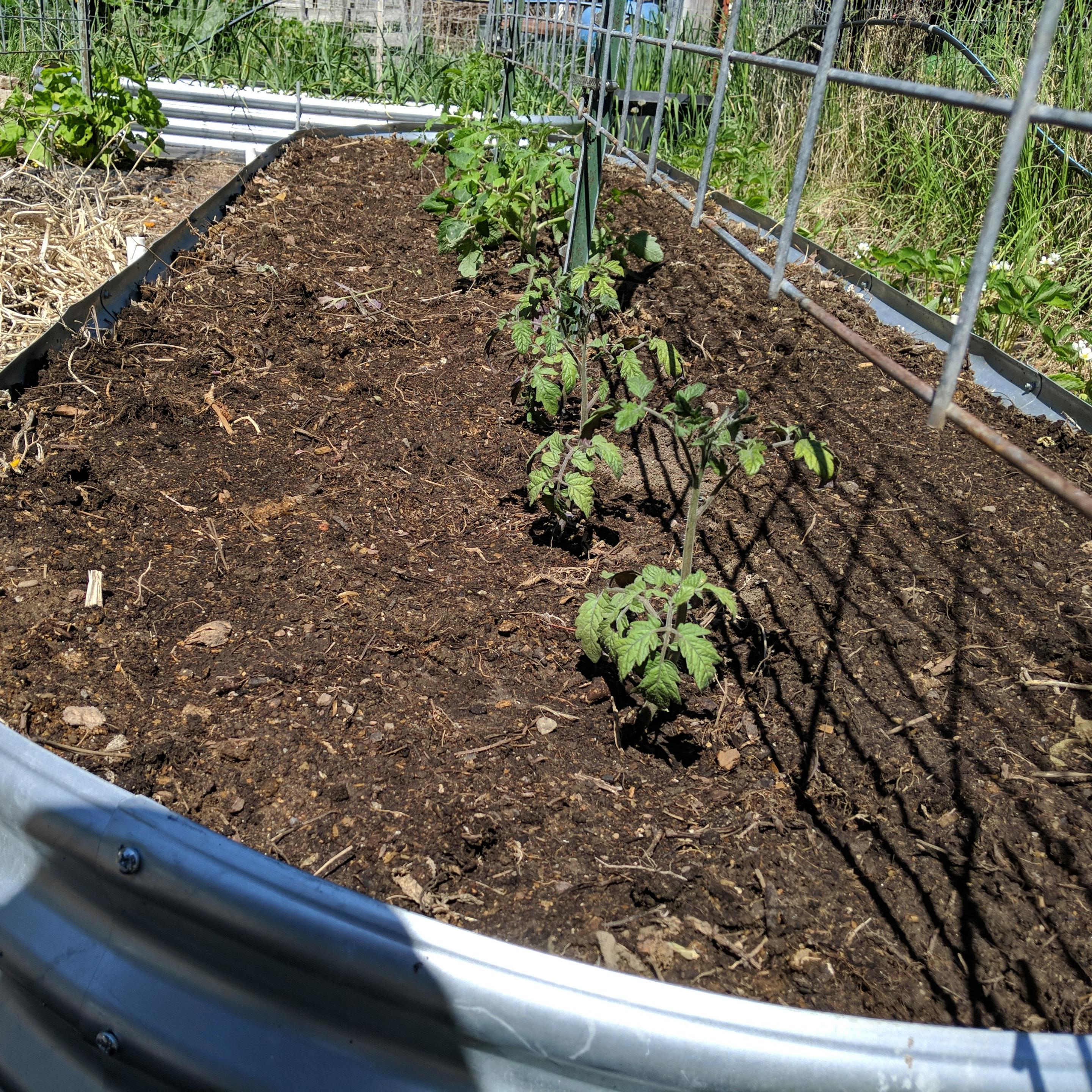 A very long foot tall raised garden bed with 10 tomato plants in it. Nearest are 3 Campari, then 4 San Marzano, and to the very north 3 Amish paste. Above them are 16 foot long 10-line cattle panels used as a trellis. It is held up with 4 steel t-posts, two in the bed and 1 at each end outside. The bed is 14 foot long and 4 or maybe 5 feet wide. Pick your shoe size.
