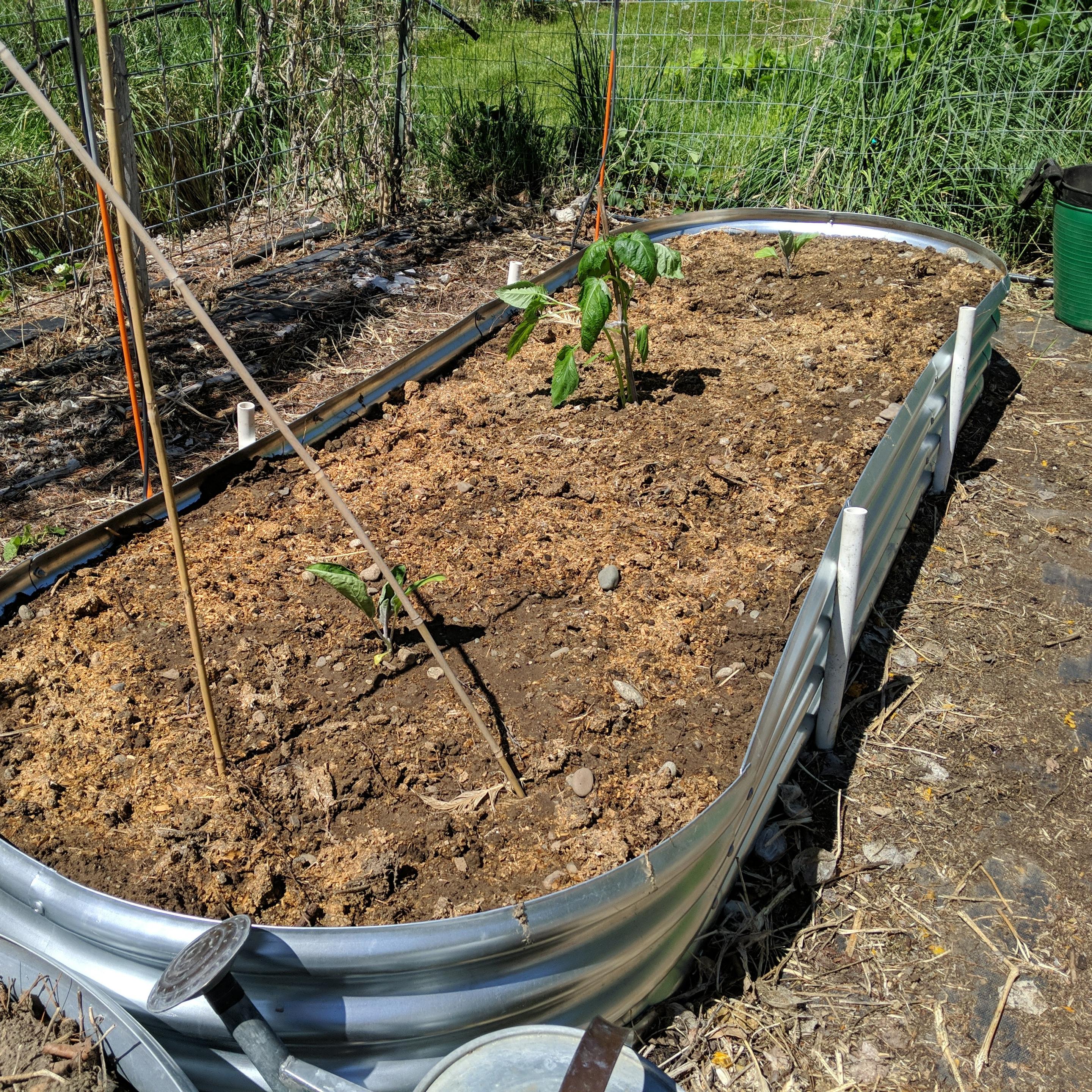 A smaller foot tall raised bed with 2 eggplants and 1 tomatillo planted in it. The surface has some chicken compost spread thinly. This bed is 10x3 foot I think. It will have basil planted in it too.