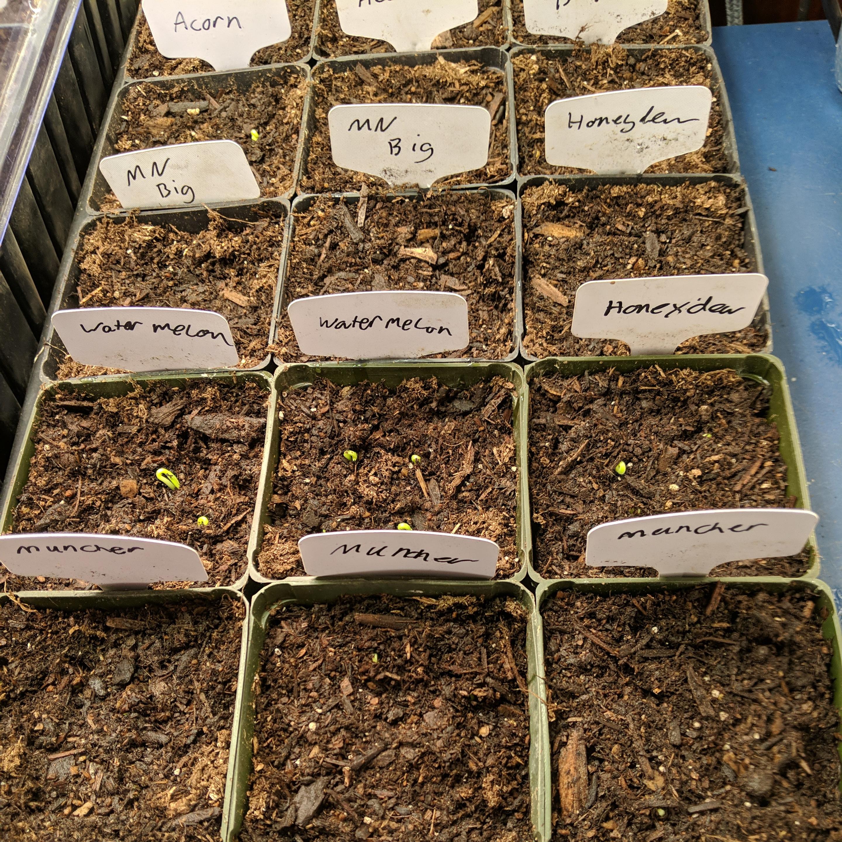 Some 3.5 inch square pots showing green sprouts in the muncher cucumber and some bigger sized cantaloupe type melons... which means normal sized but they are saved from melons that were suppose to be small muhhsk melons. The visible plant labels are 'muncher' 'watermelon' 'honeydew' 'mn big' 'acorn'. There are also zucchini, burbless cukes, butternut in this tray. It is on a heat pad and covered with a dome but the sides of the pots are exposed to cooler air.