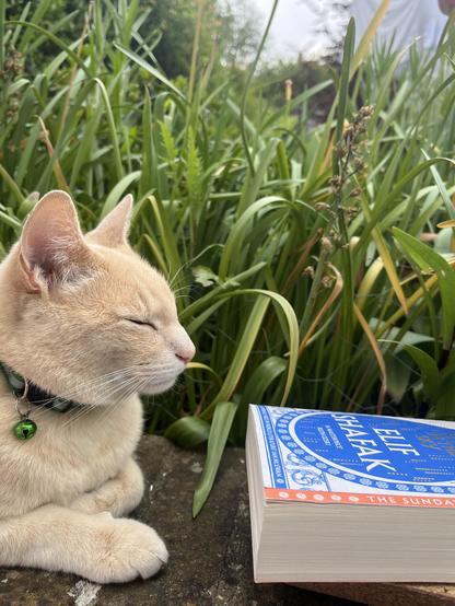 Turnip - a strawberry blonde cat - sits in loaf-of-bread mode on a wall next to my book (Elif Shafak’s There are Rivers in the Sky)