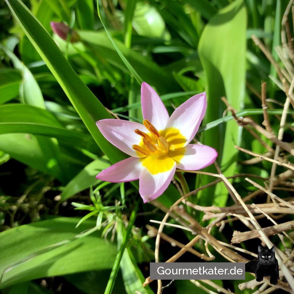 Blüten-Gruß