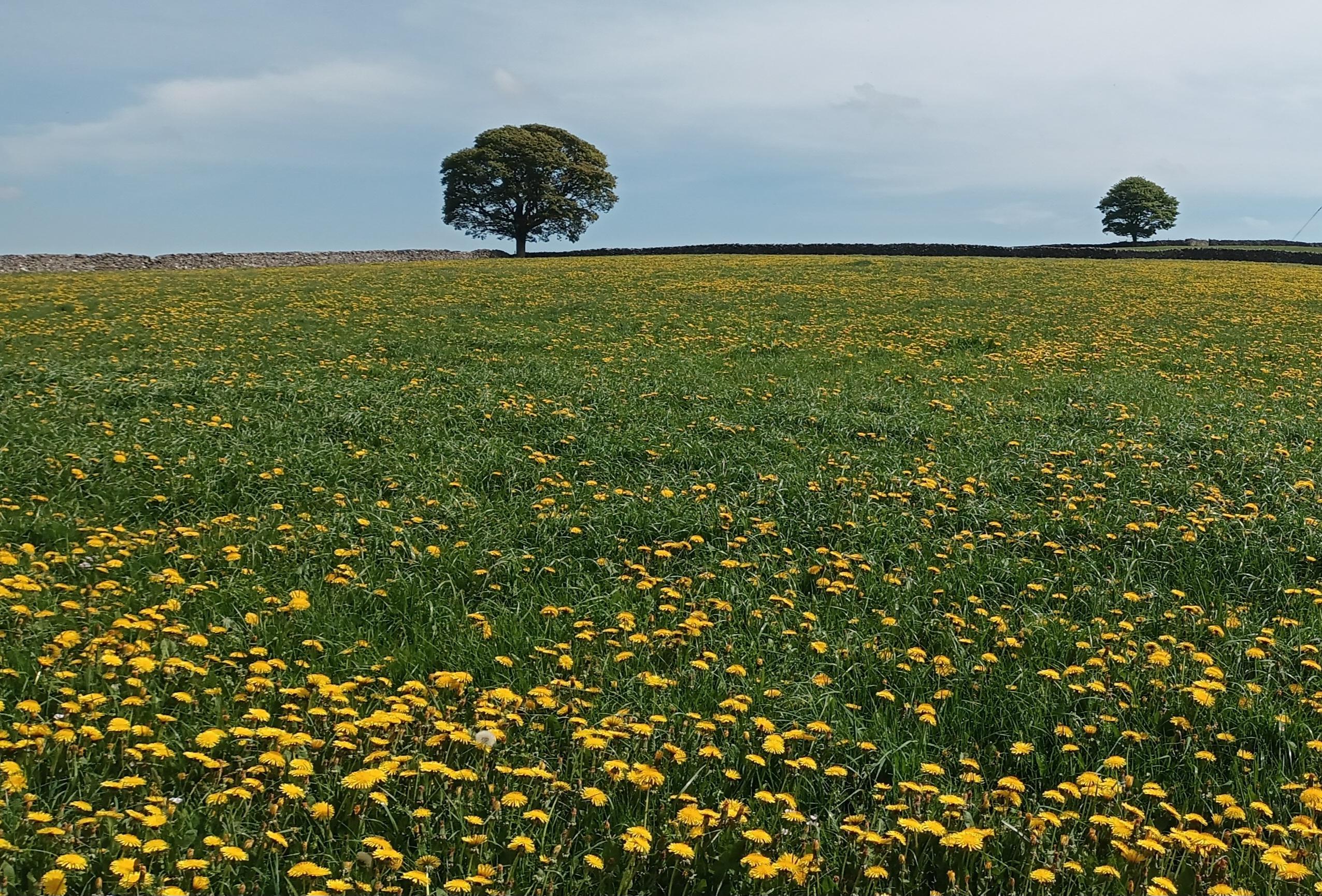 Photo showing a field full of yellow dandelion flowers. A dry stone wall borders the field, on the horizon. There are also two leafy oak trees, one on the horizon slightly left of centre, and the other is in a field just beyond the wall, to the right of the photo.